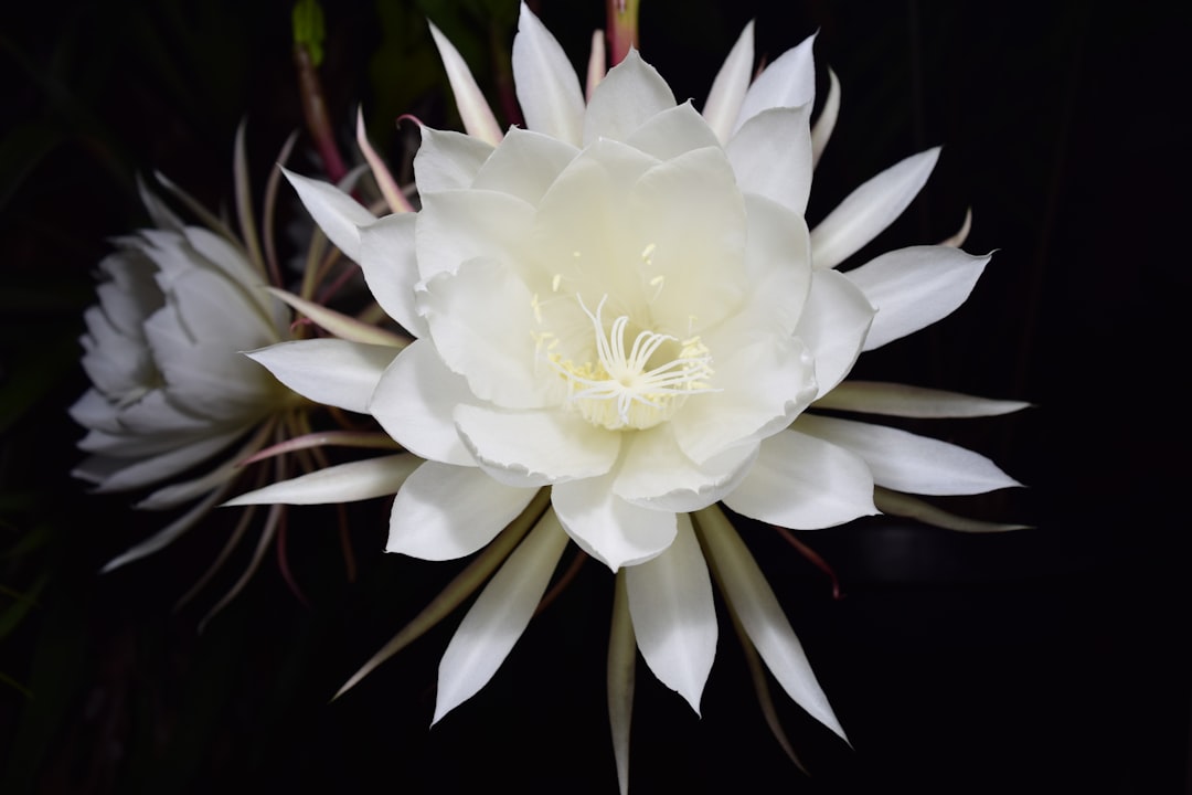 Lily Tattoo: A Symbol of Elegance and Purity